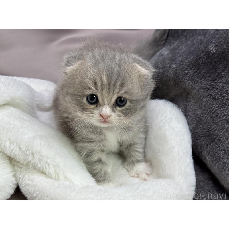 販売中の千葉県のスコティッシュフォールド(折れ耳)-129870