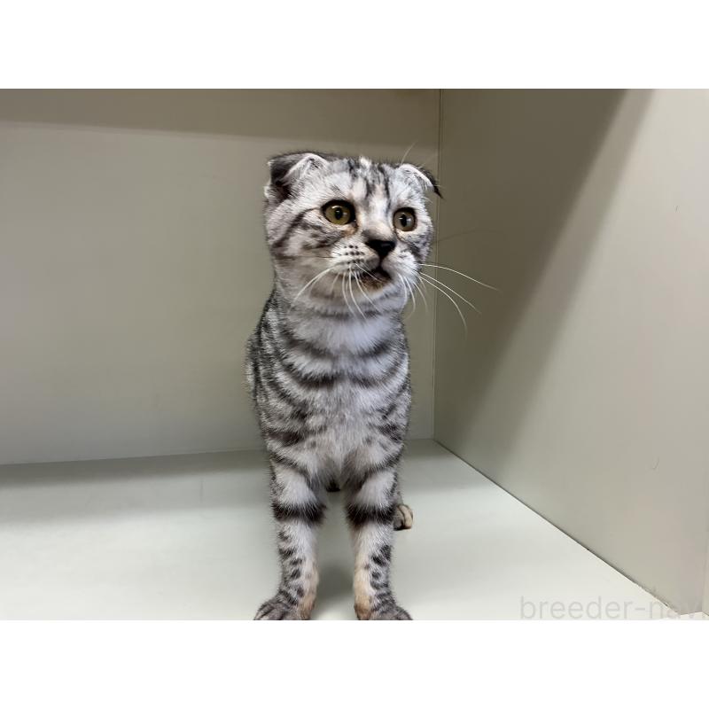 販売中の山形県のスコティッシュフォールド-124168の5枚目