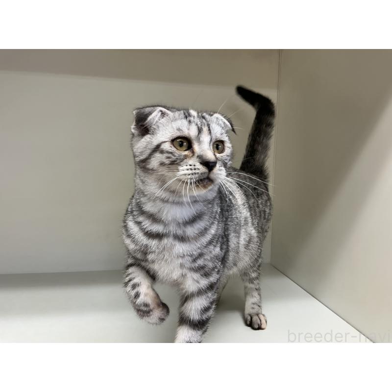 販売中の山形県のスコティッシュフォールド-124168の4枚目