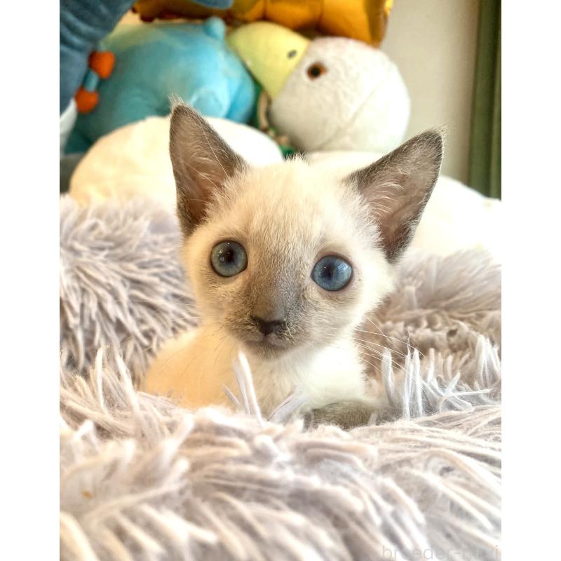 成約済の東京都のロシアンブルー-129480の21枚目