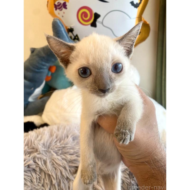 成約済の東京都のロシアンブルー-129480の20枚目