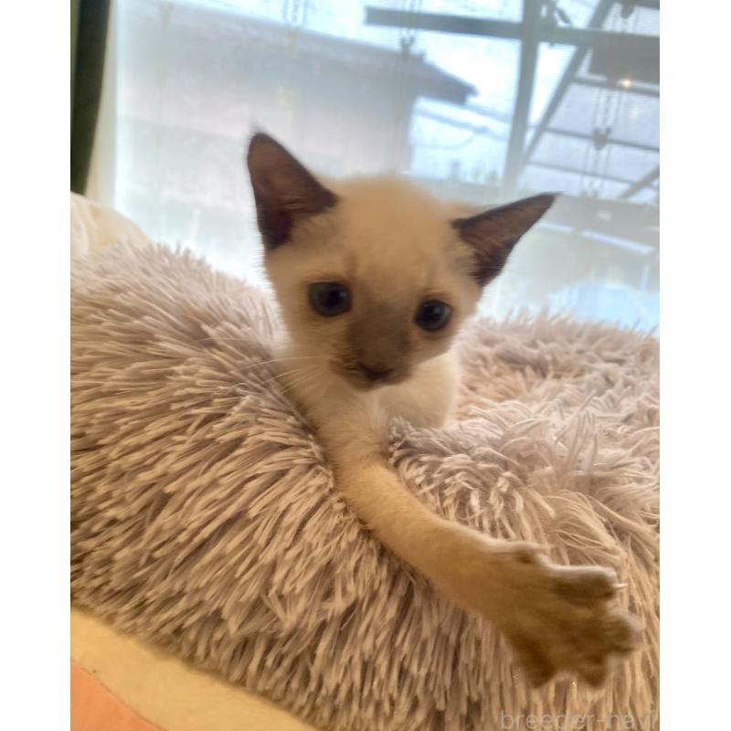 成約済の東京都のロシアンブルー-129480の19枚目