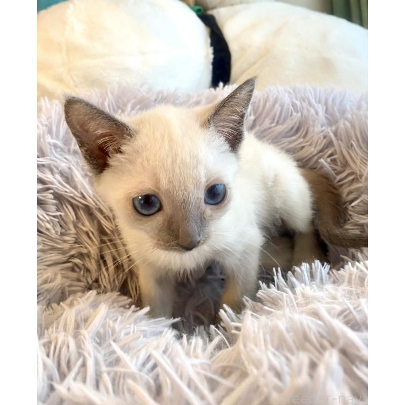 成約済の東京都のロシアンブルー-129480の18枚目