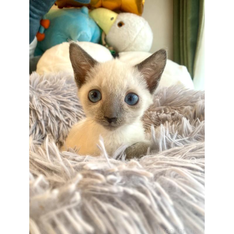 成約済の東京都のロシアンブルー-129480の17枚目