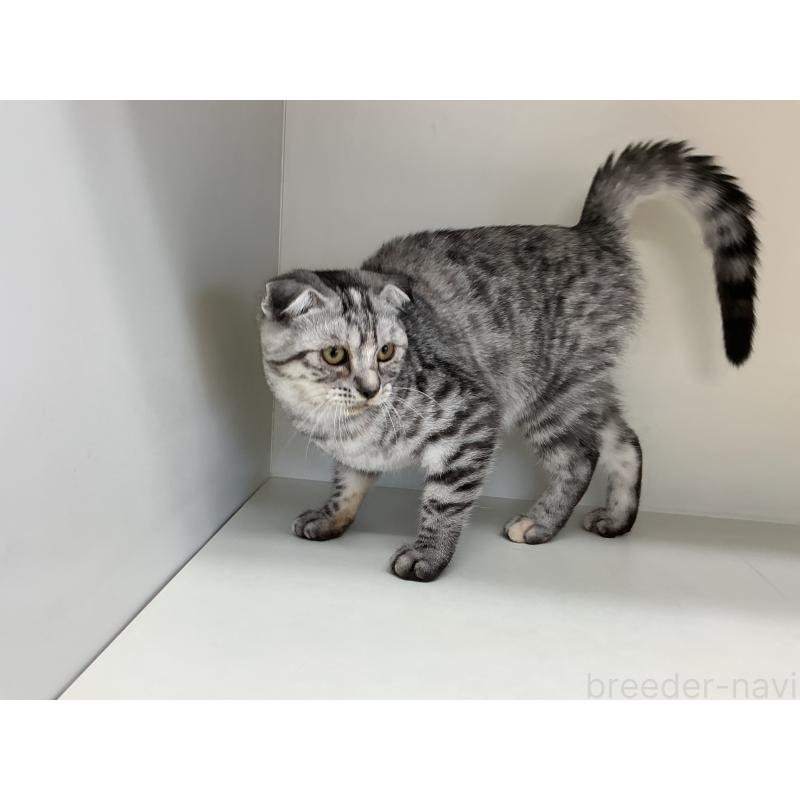 販売中の山形県のスコティッシュフォールド-124168の3枚目