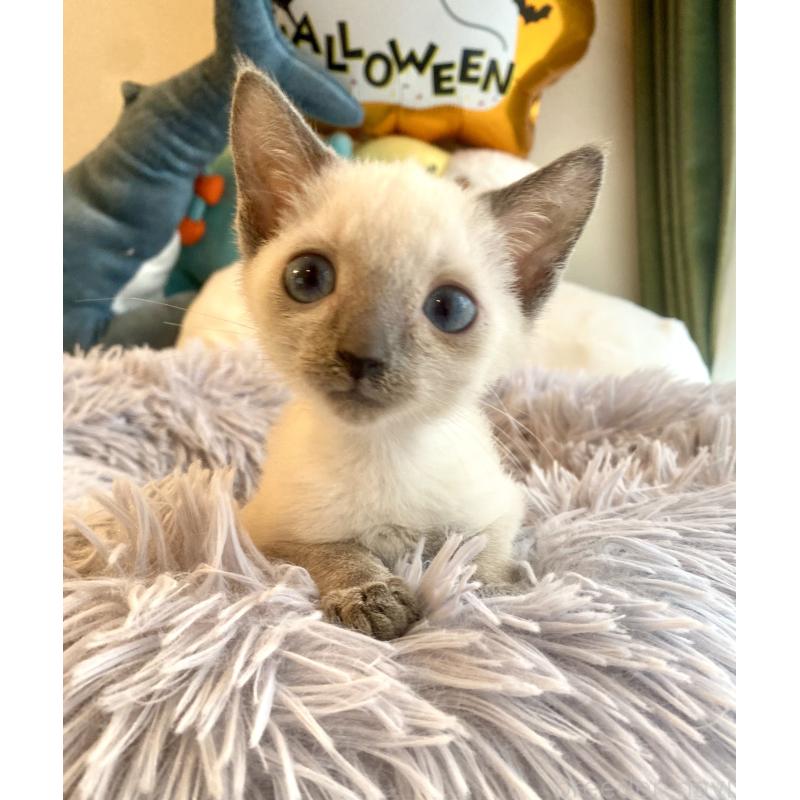 成約済の東京都のロシアンブルー-129480の16枚目