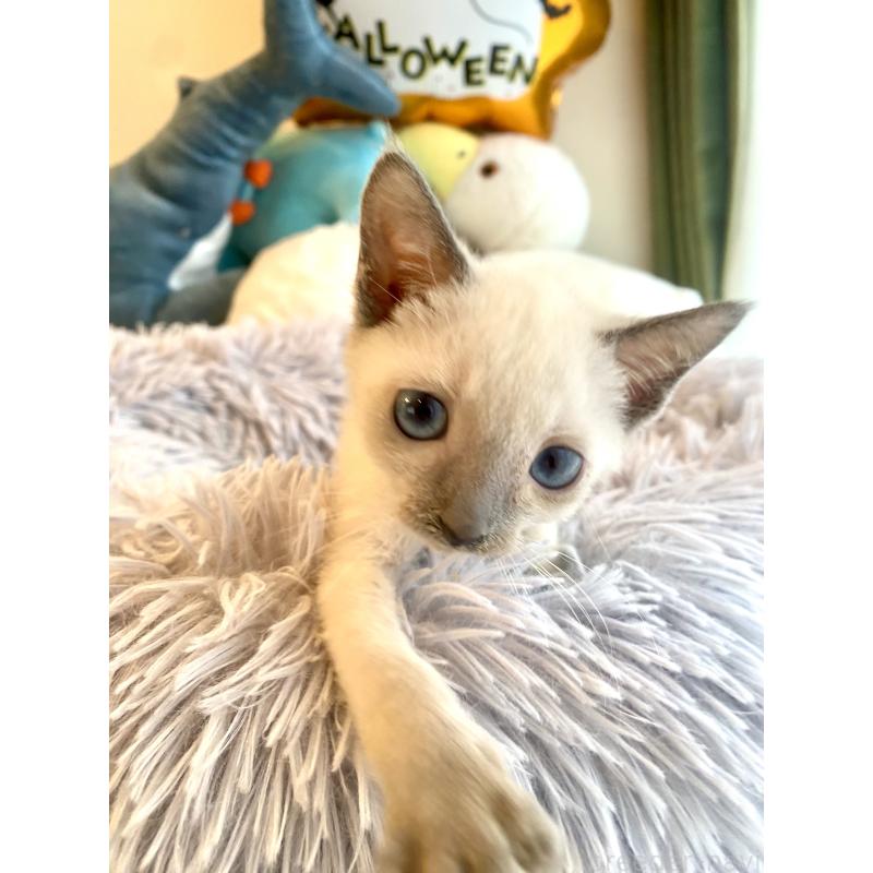 成約済の東京都のロシアンブルー-129480の15枚目