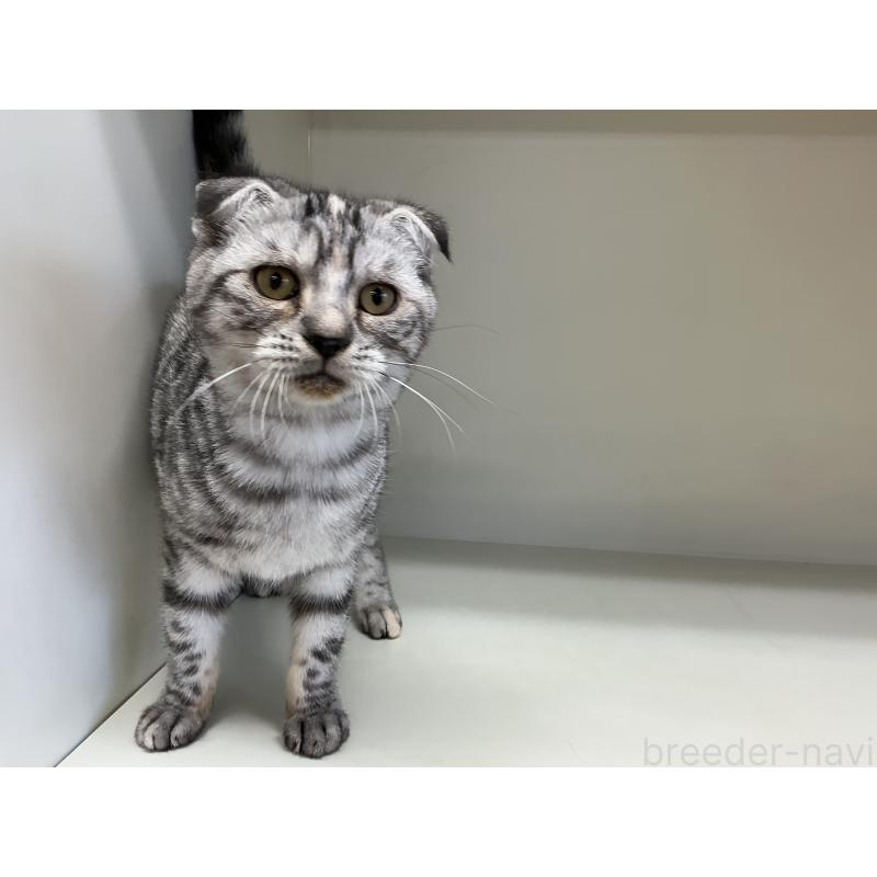 販売中の山形県のスコティッシュフォールド-124168の2枚目