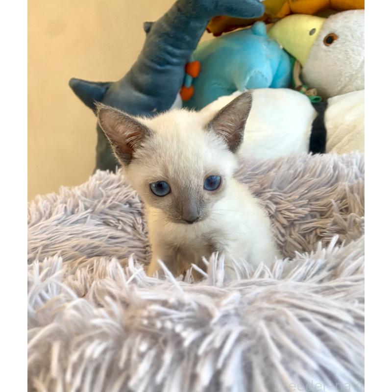 成約済の東京都のロシアンブルー-129480の14枚目