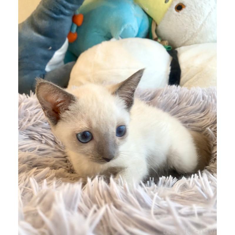 成約済の東京都のロシアンブルー-129480の12枚目