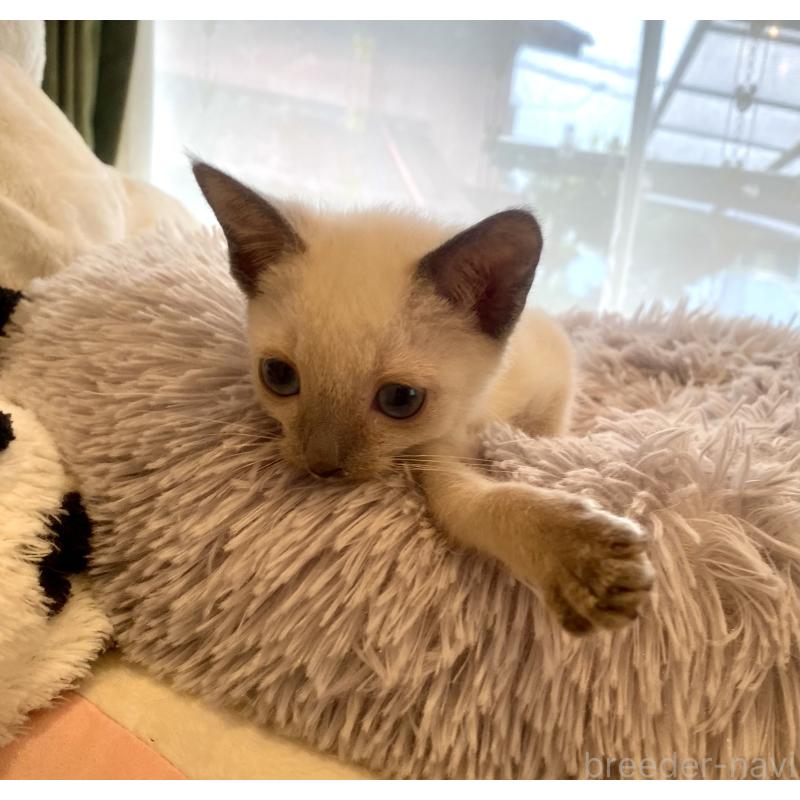 成約済の東京都のロシアンブルー-129480の11枚目