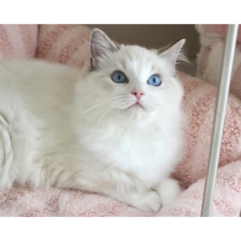 販売中の山梨県のラグドール-120017の6枚目