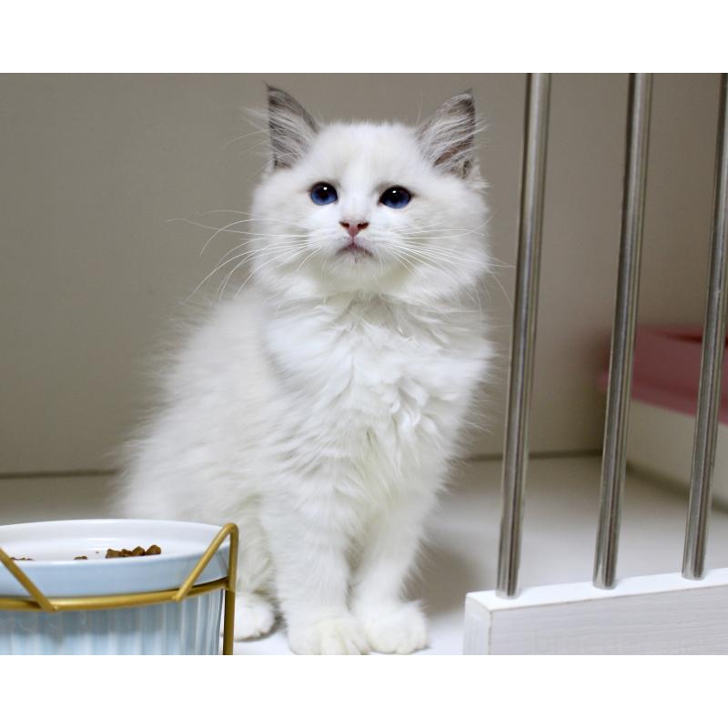 販売中の山梨県のラグドール-128444の13枚目