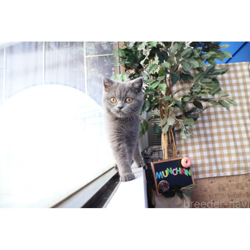 成約済の大阪府のスコティッシュフォールド-123476の5枚目