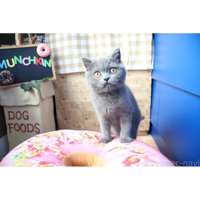 成約済の大阪府のスコティッシュフォールド-123476の4枚目