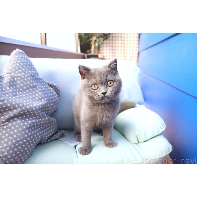 成約済の大阪府のスコティッシュフォールド-123476の3枚目