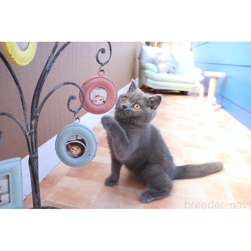 成約済の大阪府のスコティッシュフォールド-123476の2枚目