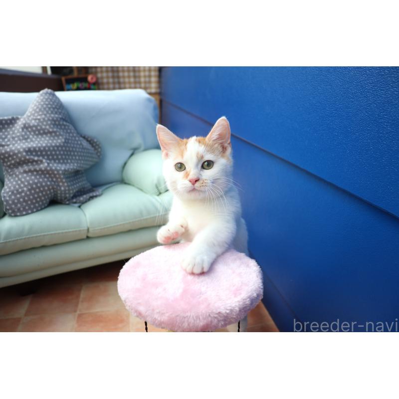 販売中の大阪府のマンチカン(短足)-123963の4枚目