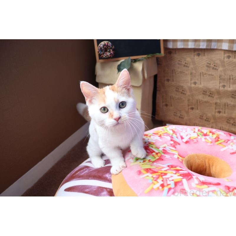 販売中の大阪府のマンチカン(短足)-123963の3枚目