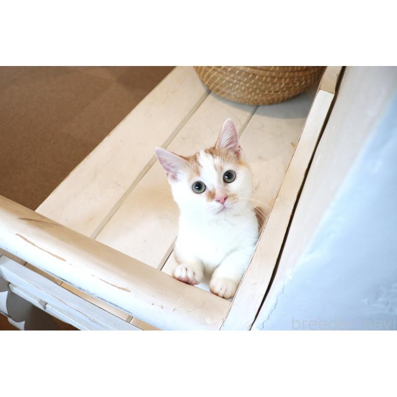 販売中の大阪府のマンチカン(短足)-123963の1枚目