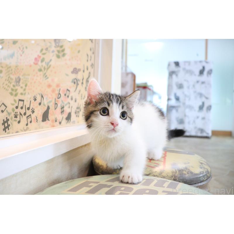 販売中の大阪府のマンチカン(短足)-127372の5枚目