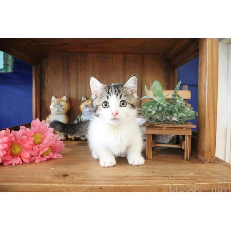 販売中の大阪府のマンチカン(短足)-127372の4枚目