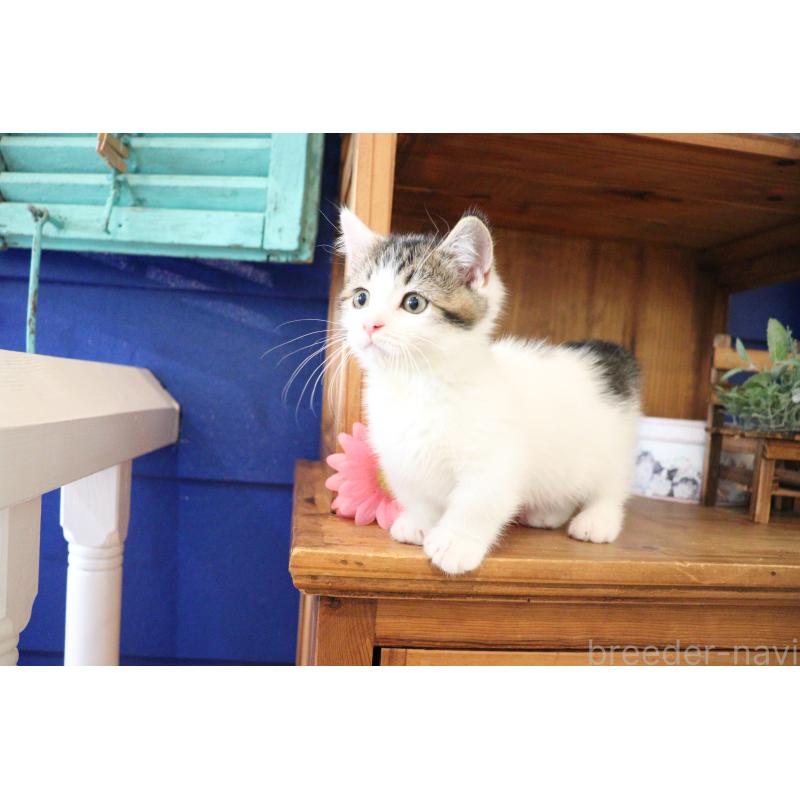 販売中の大阪府のマンチカン(短足)-127372の3枚目