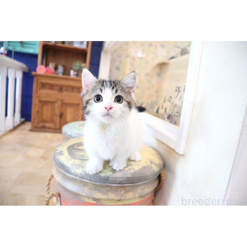 販売中の大阪府のマンチカン(短足)-127372の2枚目