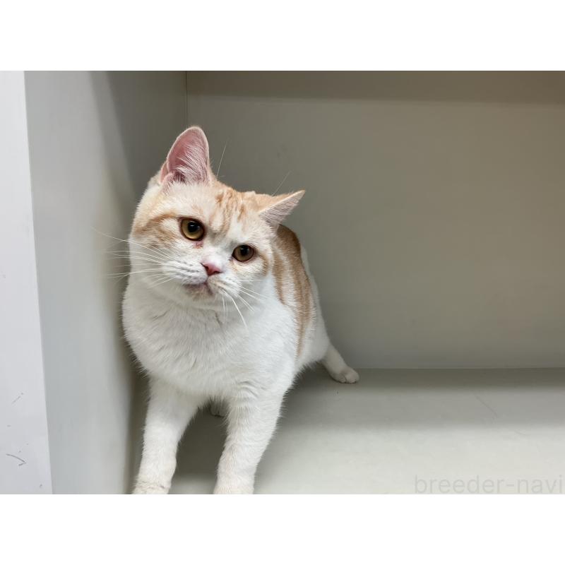 販売中の山形県のスコティッシュフォールド-109209の8枚目