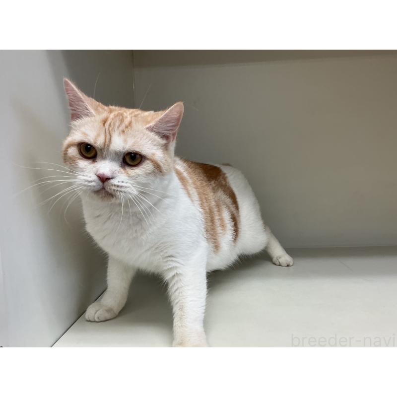 販売中の山形県のスコティッシュフォールド-109209の7枚目