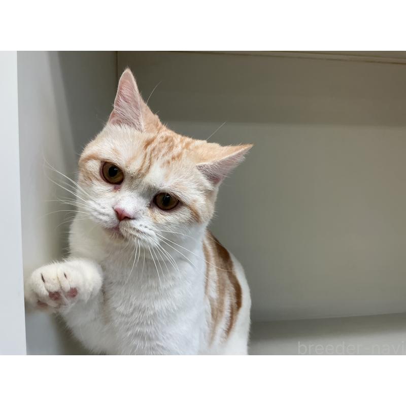 販売中の山形県のスコティッシュフォールド-109209の6枚目