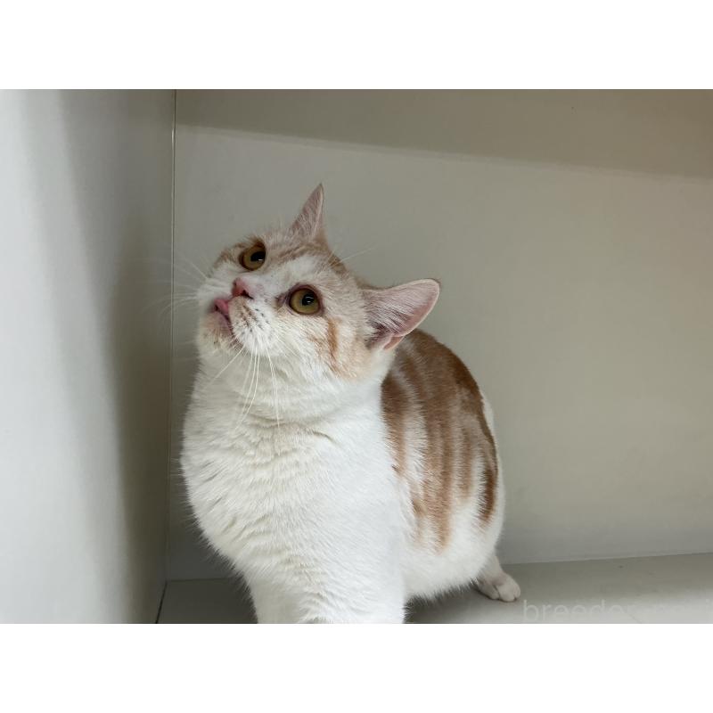 販売中の山形県のスコティッシュフォールド-109209の5枚目