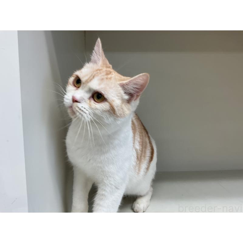 販売中の山形県のスコティッシュフォールド-109209の4枚目