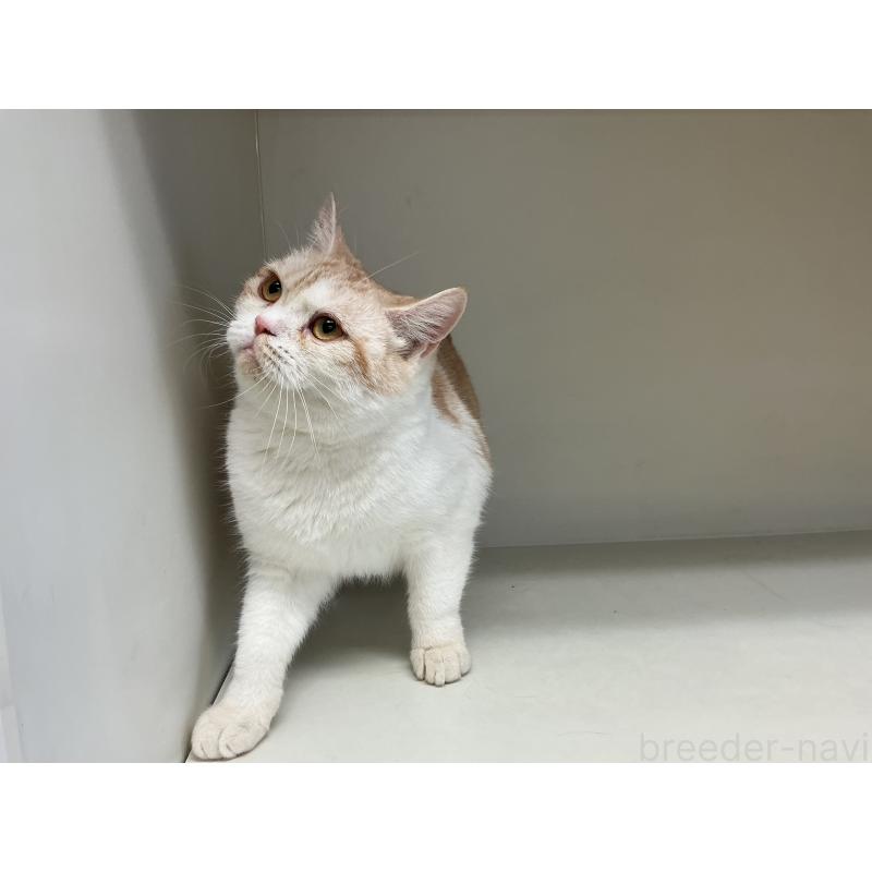 販売中の山形県のスコティッシュフォールド-109209の3枚目