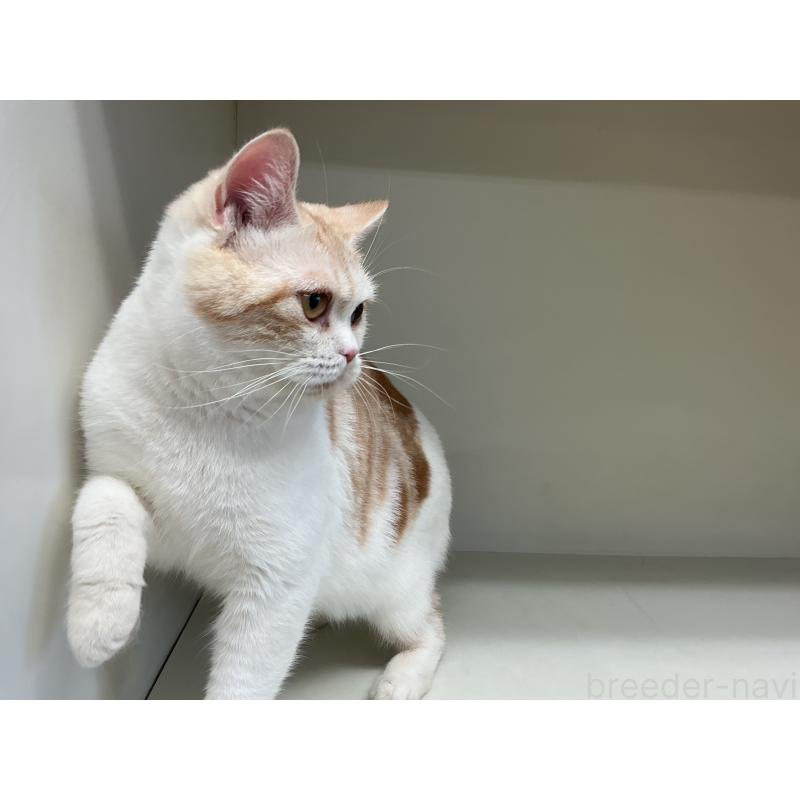 販売中の山形県のスコティッシュフォールド-109209の2枚目