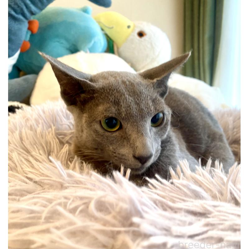 販売中ののロシアンブルー-115786