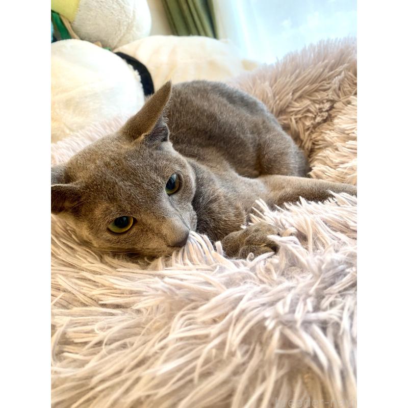 成約済の東京都のロシアンブルー-115786の5枚目