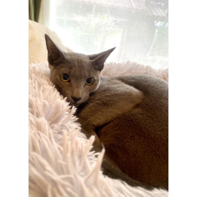 成約済の東京都のロシアンブルー-115786の4枚目