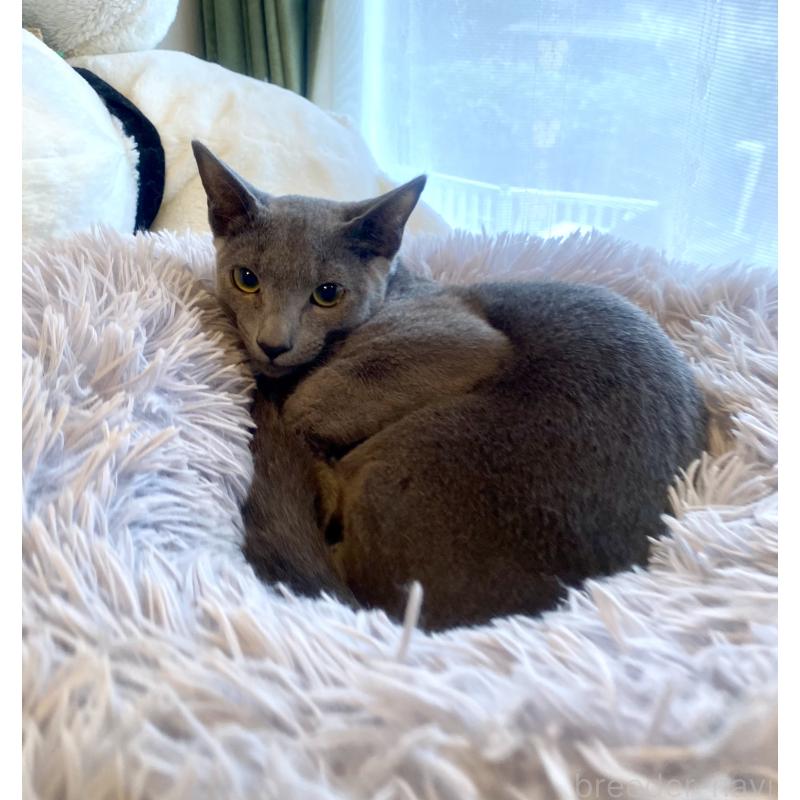 成約済の東京都のロシアンブルー-115786の3枚目