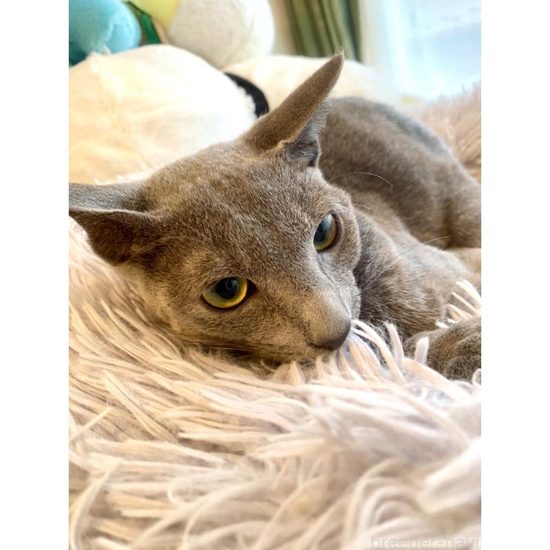 成約済の東京都のロシアンブルー-115786の2枚目