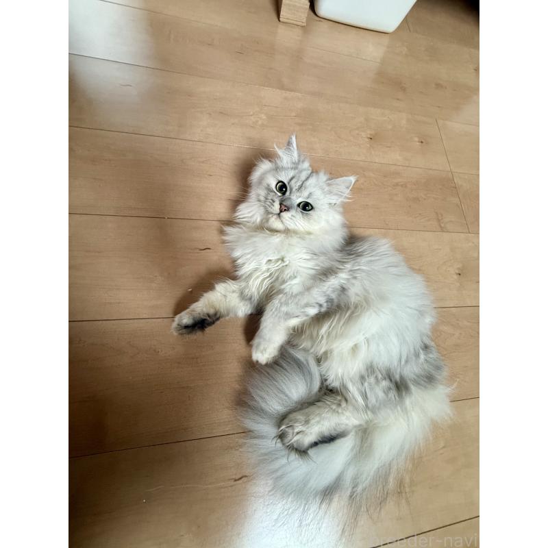 成約済の岐阜県のペルシャ-122640の4枚目