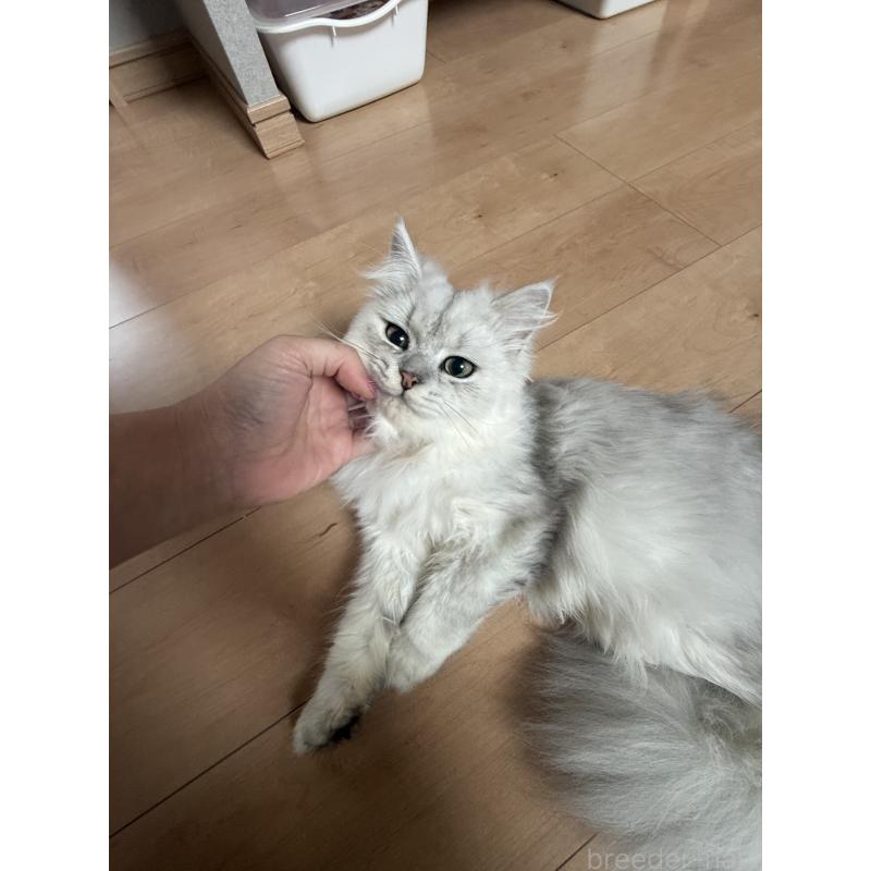 成約済の岐阜県のペルシャ-122640の3枚目