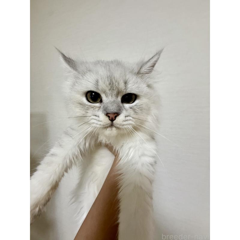 成約済の岐阜県のペルシャ-122640の2枚目