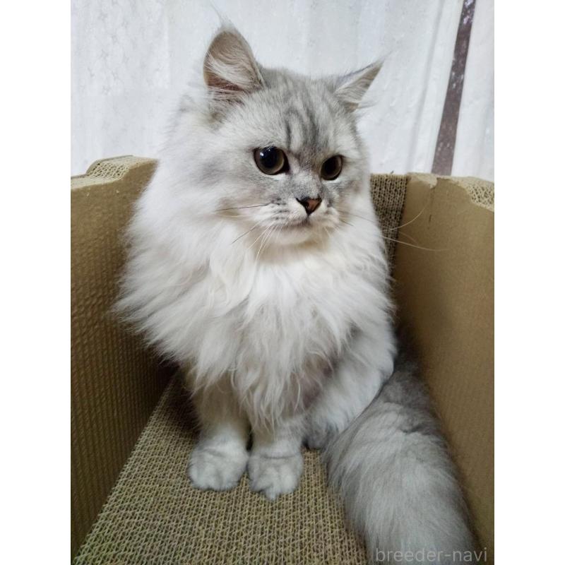 成約済の岐阜県のペルシャ-122637の5枚目