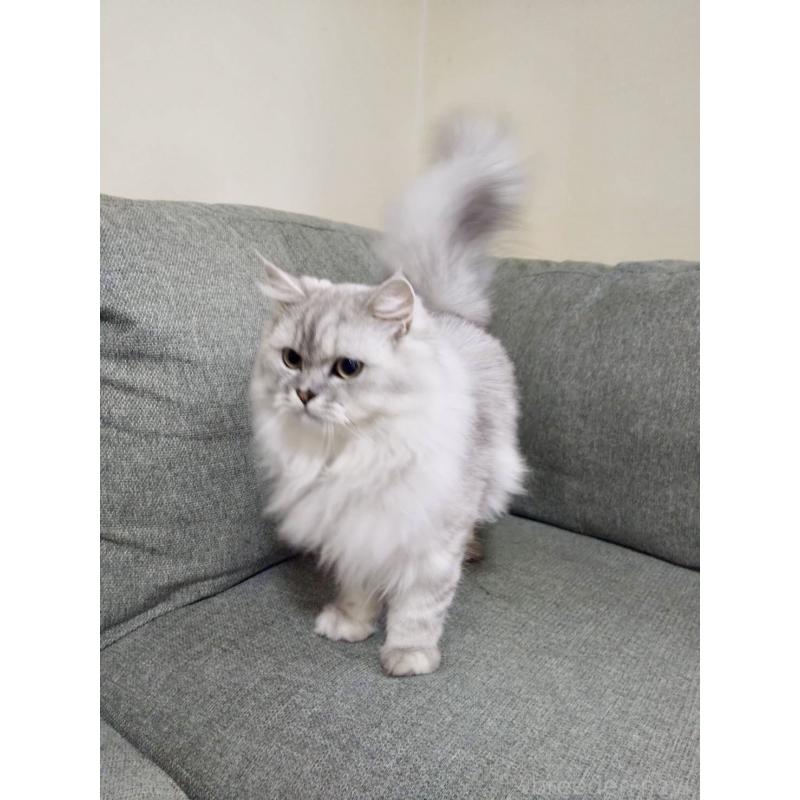 成約済の岐阜県のペルシャ-122637の4枚目