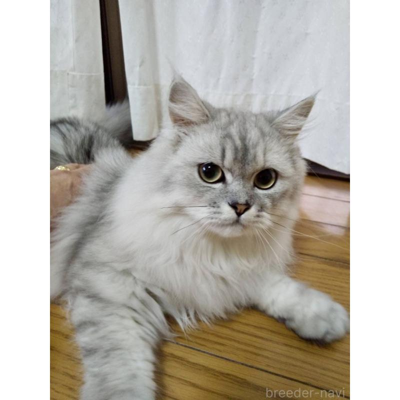 成約済の岐阜県のペルシャ-122637の2枚目