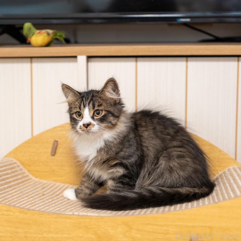 成約済の大阪府のサイベリアン-129558の9枚目