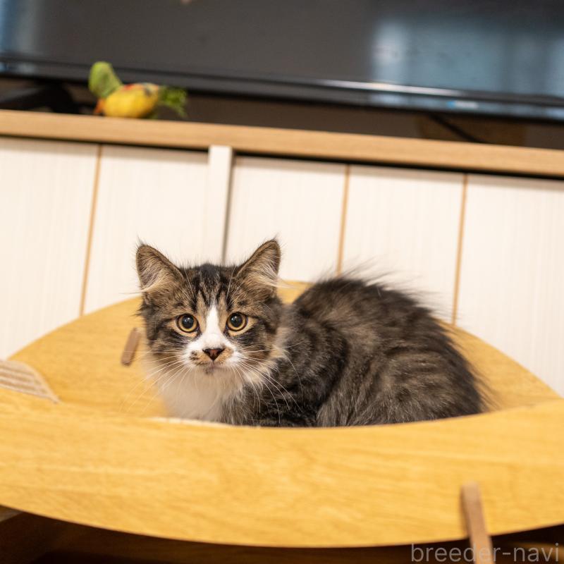 成約済の大阪府のサイベリアン-129558の8枚目