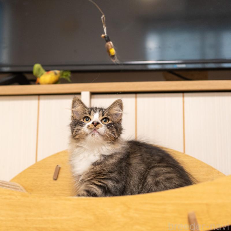 成約済の大阪府のサイベリアン-129558の7枚目