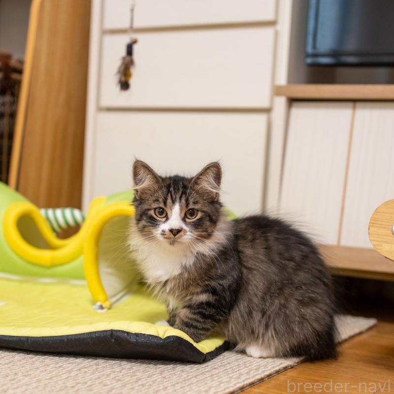 成約済の大阪府のサイベリアン-129558の6枚目